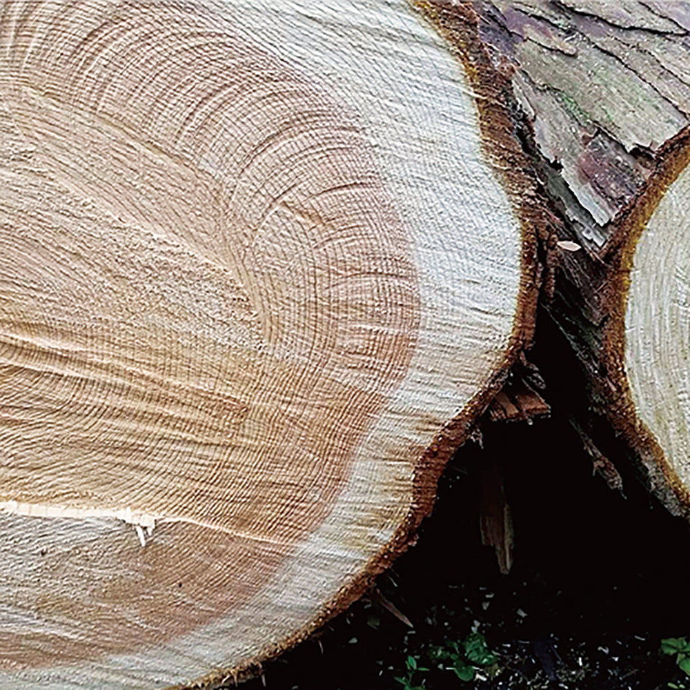 Japanese Hinoki Wood Essential Oil
