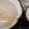 Japanese Hinoki Wood Essential Oil