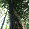 Japanese Hinoki Wood Essential Oil