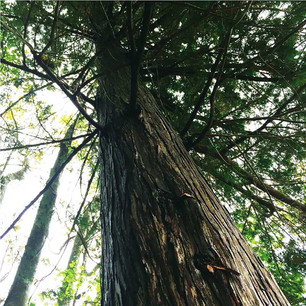 Japanese Hinoki Wood Essential Oil & Sachet, Calming, Relaxing Oil, Premium diffuse Fragrance, Unique Gift, Hand Crafted Incense Smell Goods